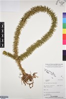 登錄號:BP03224藏品圖，第1張