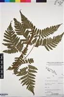 登錄號:BP03226藏品圖，第1張