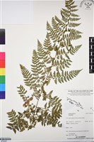 登錄號:BP03227藏品圖，第1張