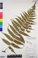 登錄號:BP03228藏品圖，第1張