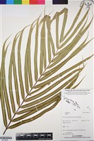 登錄號:BP03229藏品圖，第1張