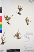 登錄號:BP03231藏品圖，第1張