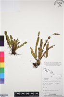 登錄號:BP03232藏品圖，第1張