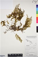 登錄號:BP03237藏品圖，第1張