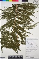 登錄號:BP03240藏品圖，第1張