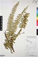 登錄號:BP03241藏品圖，第1張