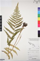 登錄號:BP03243藏品圖，第1張