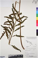 登錄號:BP03245藏品圖，第1張