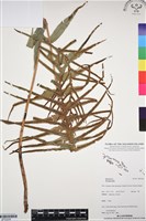 登錄號:BP03246藏品圖，第1張