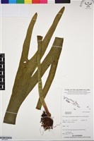 登錄號:BP03249藏品圖，第1張