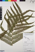 登錄號:BP03252藏品圖，第1張