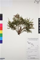 登錄號:BP03253藏品圖，第1張