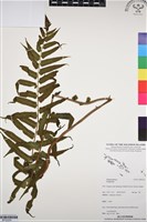 登錄號:BP03254藏品圖，第1張