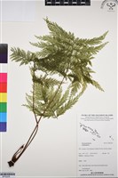 登錄號:BP03256藏品圖，第1張