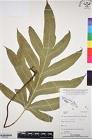 登錄號:BP03260藏品圖，第1張