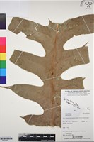 登錄號:BP03261藏品圖，第1張