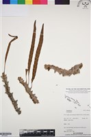 登錄號:BP03262藏品圖，第1張