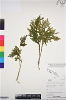 登錄號:BP03263藏品圖，第1張