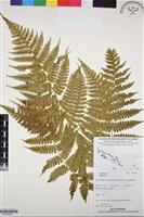 登錄號:BP03265藏品圖，第1張