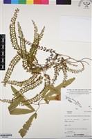 登錄號:BP03266藏品圖，第1張