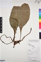 登錄號:BP03268藏品圖，第1張