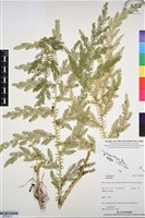 登錄號:BP03270藏品圖，第1張