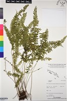 登錄號:BP03271藏品圖，第1張