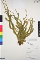 登錄號:BP03272藏品圖，第1張