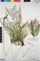 登錄號:BP03273藏品圖，第1張