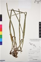 登錄號:BP03275藏品圖，第1張