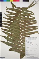 登錄號:BP03277藏品圖，第1張