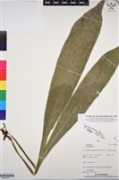 登錄號:BP03278藏品圖，第1張