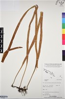 登錄號:BP03280藏品圖，第1張