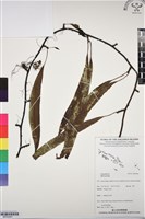 登錄號:BP03281藏品圖，第1張