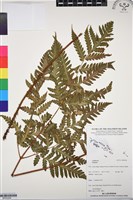 登錄號:BP03284藏品圖，第1張