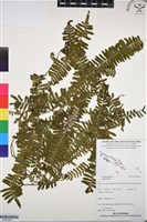 登錄號:BP03285藏品圖，第1張