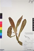 登錄號:BP03286藏品圖，第1張