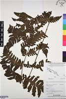 登錄號:BP03287藏品圖，第1張