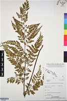 登錄號:BP03289藏品圖，第1張