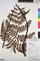 登錄號:BP03291藏品圖，第1張