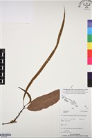 登錄號:BP03292藏品圖，第1張