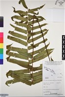 登錄號:BP03293藏品圖，第1張