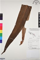 登錄號:BP03294藏品圖，第1張