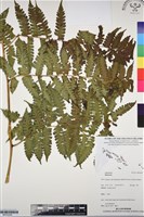 登錄號:BP03295藏品圖，第1張