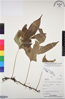 登錄號:BP03297藏品圖，第1張