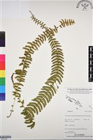 登錄號:BP03299藏品圖，第1張