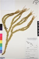 登錄號:BP03300藏品圖，第1張