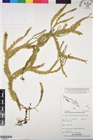 登錄號:BP03301藏品圖，第1張