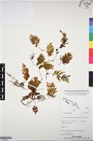 登錄號:BP03304藏品圖，第1張