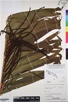 登錄號:BP03305藏品圖，第1張